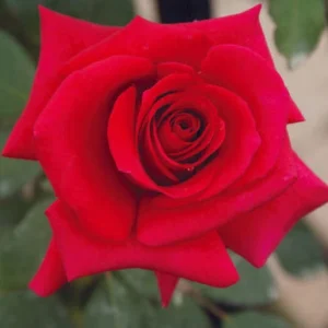 Vanessa Hybrid Tea Rose 5lt