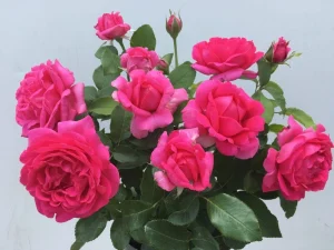 Verna Holworthy Hybrid Tea Rose 5lt