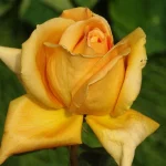 Vienna Charm Hybrid Tea Rose 5lt