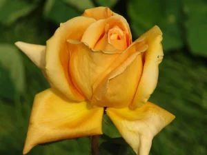 Vienna Charm Hybrid Tea Rose 5lt