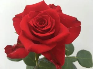 Vinod R. Lalla Hybrid Tea Rose 5lt