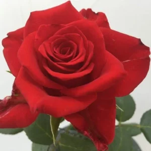 Vinod R. Lalla Hybrid Tea Rose 5lt