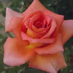 Wall Street Hybrid Tea Rose 5lt