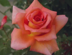 Wall Street Hybrid Tea Rose 5lt
