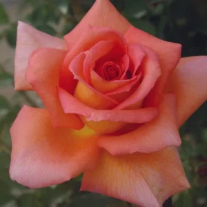 Wall Street Hybrid Tea Rose 5lt