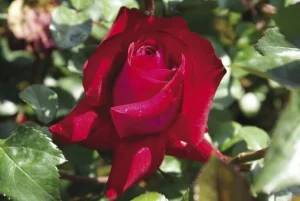 Wessie Roos Hybrid Tea Rose 5lt