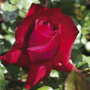 Wessie Roos Hybrid Tea Rose 5lt