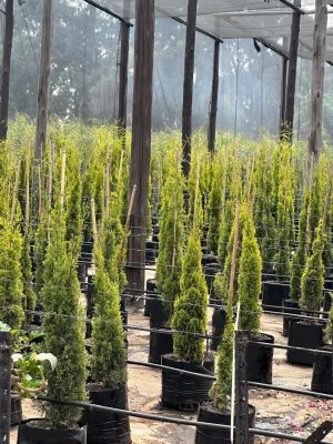 Cupressus Swanes Gold 20lt
