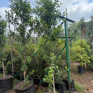 Ficus Microcarpa 100lt Common Name: Ficus Nitida