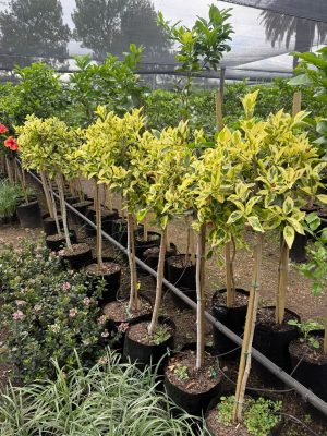 Ficus Golden King Std 20lt