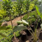 Ficus Green Std 20lt