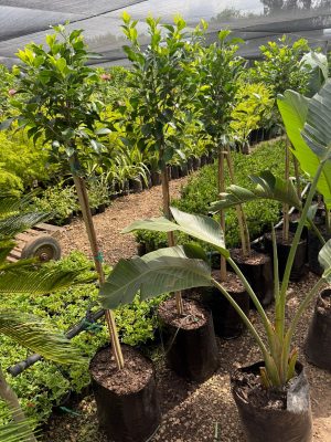 Ficus Green Std 20lt