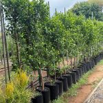 Ficus Microcarpa 40lt Common Name: Ficus Nitida