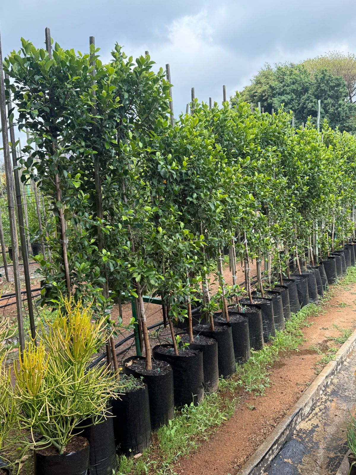 Ficus Microcarpa 40lt - ClicknPlant Online Nursery Gauteng