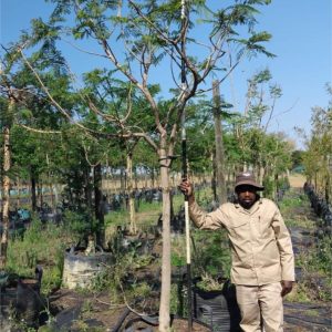Jacaranda Mimosifolia 200lt