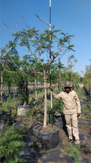 Jacaranda Mimosifolia 200lt