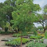 Caesalpinia Ferrea 200lt Tree Common Name: Leopard Tree