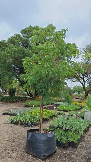 Caesalpinia Ferrea 200lt Tree Common Name: Leopard Tree Caesalpinia Ferrea 200lt Tree Common Name: Leopard Tree