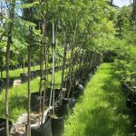 Jacaranda Mimosifolia 40lt