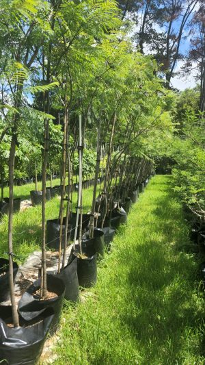 Jacaranda Mimosifolia 40lt