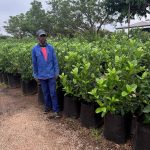 Viburnum Sinensis 60lt Viburnum Sinensis 60lt