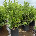 Viburnum Sinensis 80lt