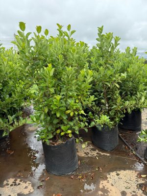 Viburnum Sinensis 80lt