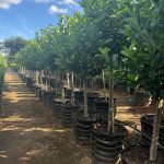 Viburnum Sinensis 100lt Standard