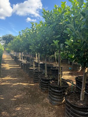 Viburnum Sinensis 100lt Standard