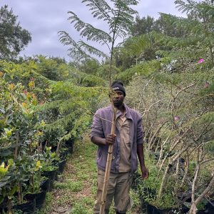 Jacaranda Mimosifolia 40lt Jacaranda Mimosifolia 40lt