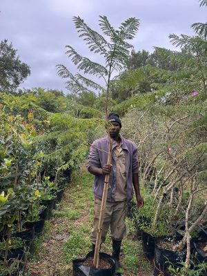 Jacaranda Mimosifolia 40lt