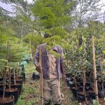 Jacaranda Mimosifolia 40lt