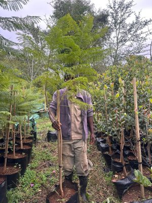 Jacaranda Mimosifolia 40lt