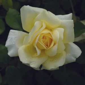 Winter Sun Hybrid Tea Rose 5lt