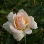 Priceless Pearl Hybrid Tea Rose 5lt