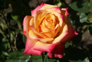 Brigadoon Hybrid Tea Rose 5lt