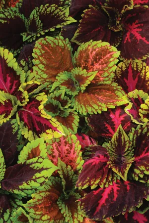Coleus Kong Empire Mix 15cm Pot
