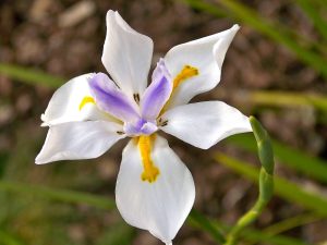 Dietes Grandiflora 4lt COMBO DEAL Dietes Grandiflora 4lt COMBO DEAL