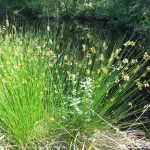 Juncus Effusus 4lt