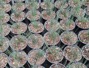 Juncus Tenuis ‘Blue Dart’ 4lt COMBO DEAL