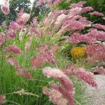 Melinis Nerviglumis 4l