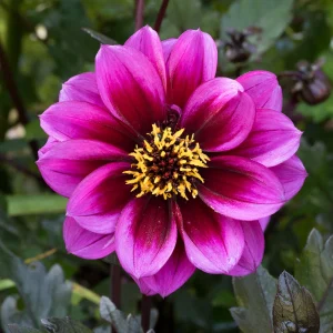 Dahlia Dreamy 17cm Pot