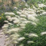 Pennisetum Cream Falls 4lt
