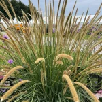 Pennisetum 'Macrourum' Grass 4lt COMBO DEAL