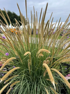 Pennisetum 'Macrourum' Grass 4lt COMBO DEAL Pennisetum 'Macrourum' Grass 4lt COMBO DEAL