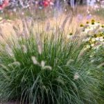 Pennisetum ‘Rubrum’ Grass 4lt