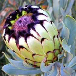 Protea Lady Klara 15cm Pot Protea Lady Klara 15cm Pot
