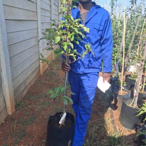 Flowering Cherry Tree Mt. Tai Haku 20lt