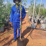 Flowering Cherry Tree Fugenzo 20lt