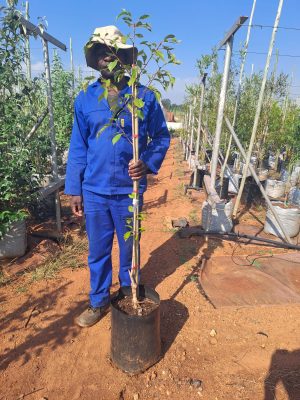 Flowering Cherry Tree Fugenzo 20lt